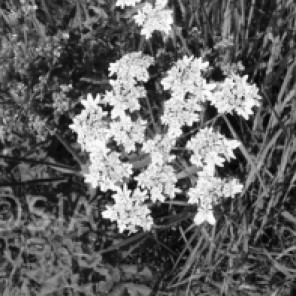 Black and white cow parsley