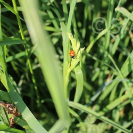 Ladybird grass