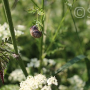 Snail cow parsley